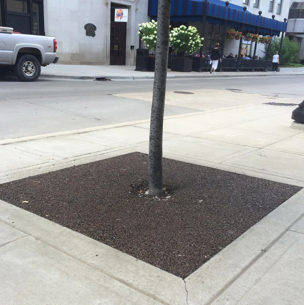 Small tree planted in Porous Pave