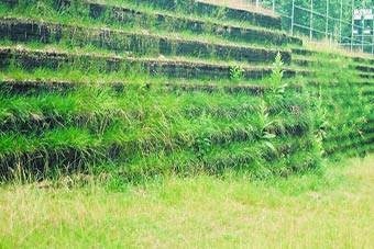 Vegetated Walls and Slopes