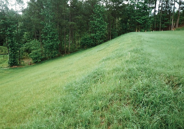 lush revegetated slope using proganics dual